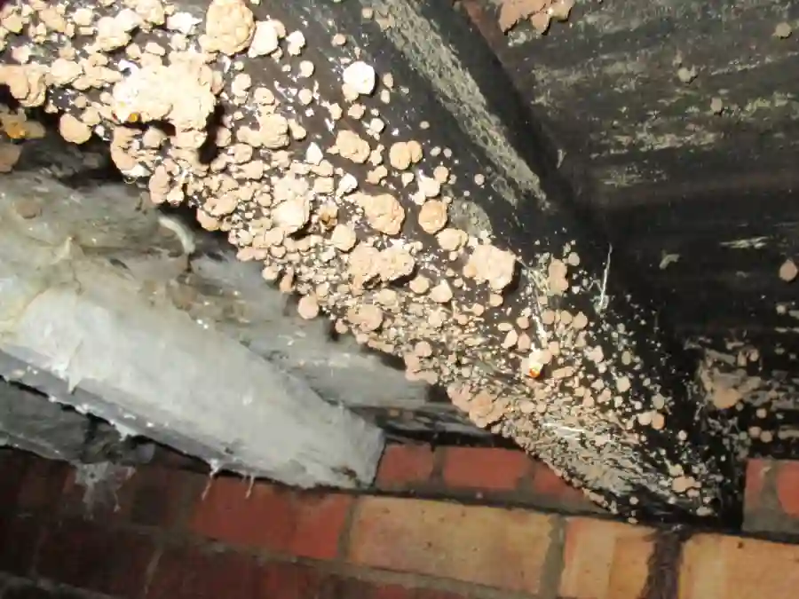 independent-dampness-mould-surveys